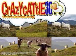 Crazy Cow 3D